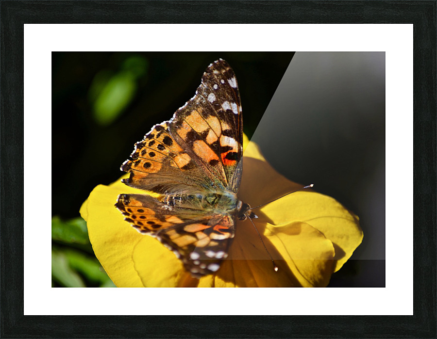 Monarch Picture Frame print