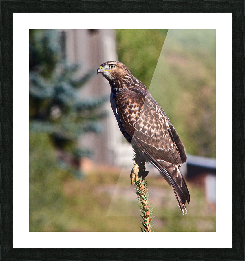 Hawk s Eye Picture Frame print