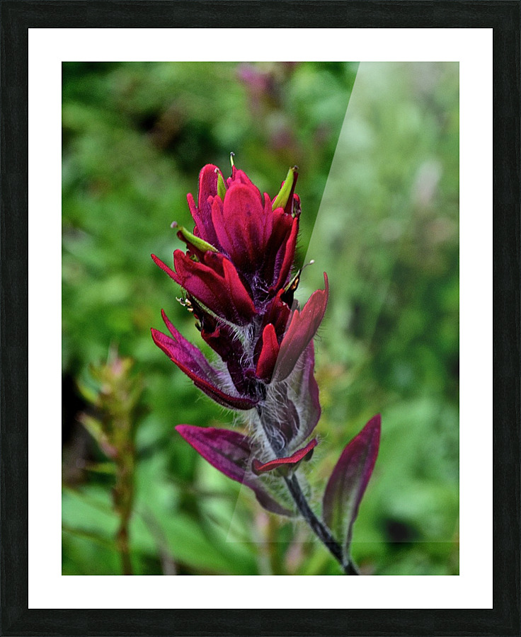 Paintbrush Picture Frame print