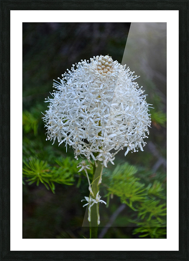 Summer Snowball Picture Frame print