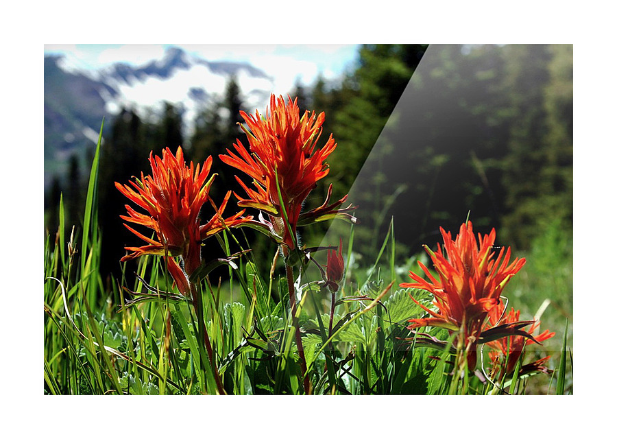 Paintbrush Trio Picture Frame print