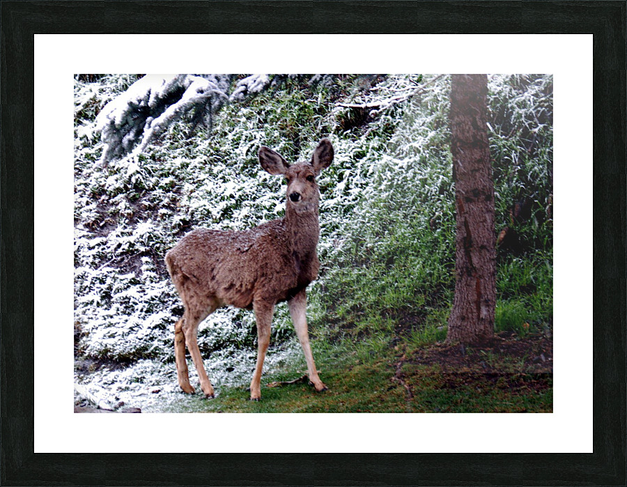 Curious Critter Picture Frame print