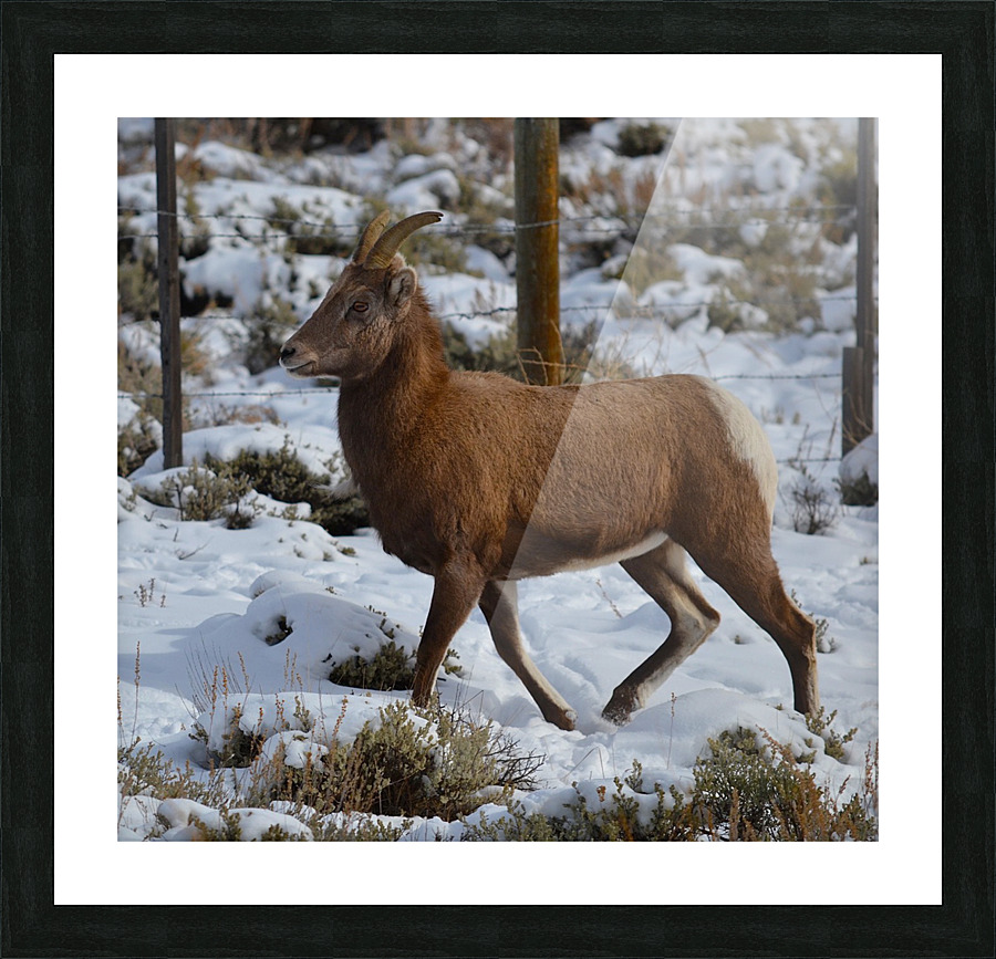 Mountain Goat Picture Frame print