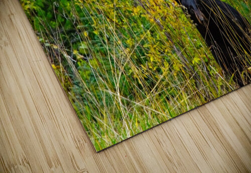 Black Bear Deborah Casey puzzle