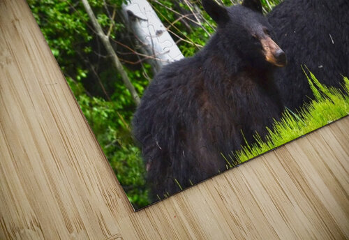 BC Bears Deborah Casey puzzle