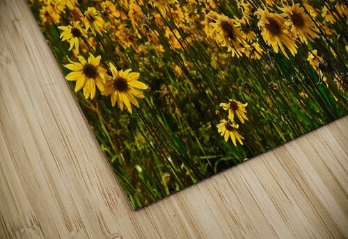 Daisy Mania Deborah Casey puzzle