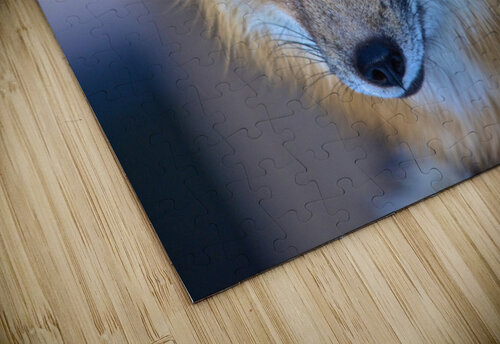 Foxy Smirk Deborah Casey puzzle