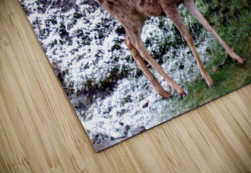 Curious Critter Deborah Casey puzzle