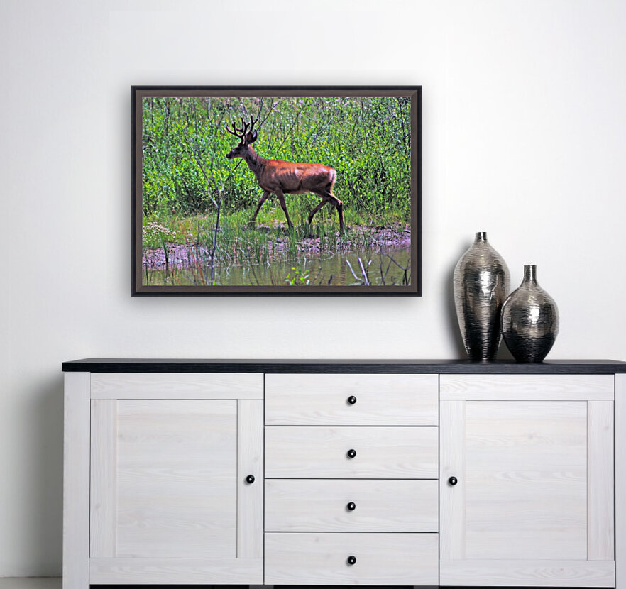 Buck Deer Reproduction
