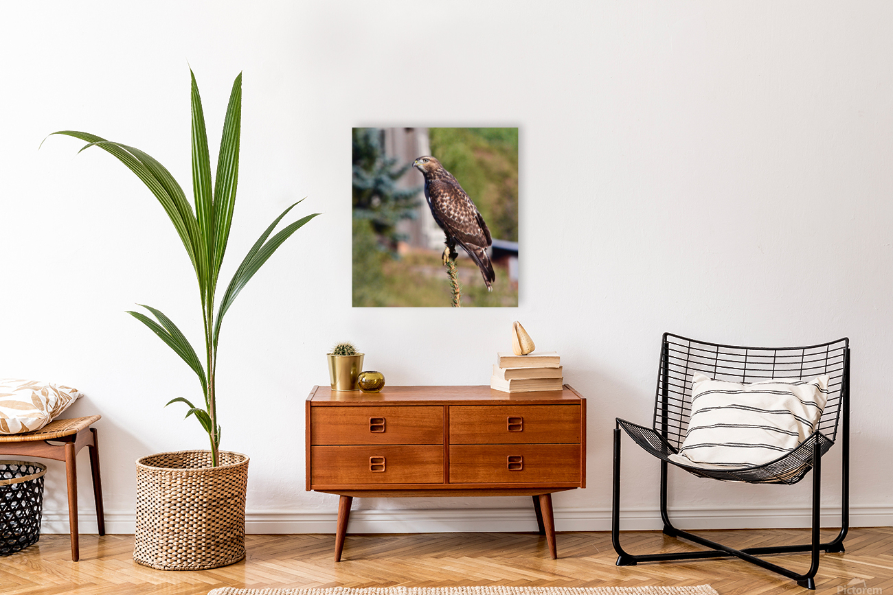 Hawk s Eye Reproduction