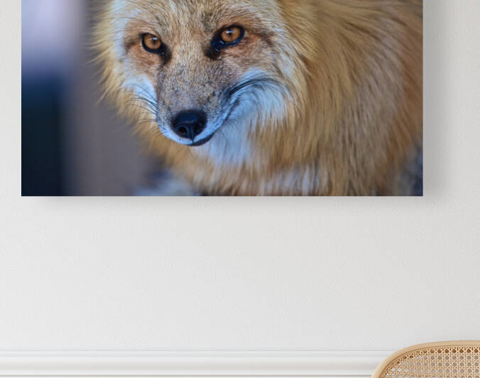 Foxy Smirk by Deborah Casey