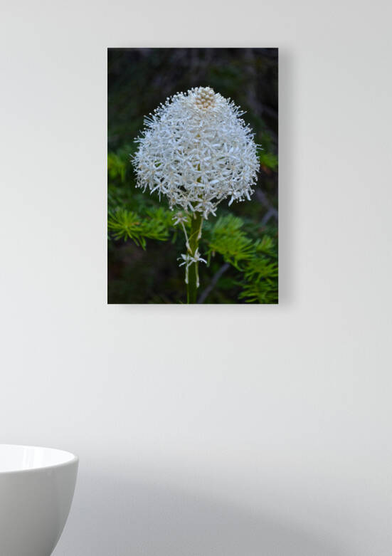 Summer Snowball by Deborah Casey