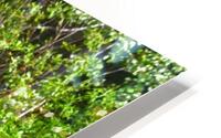 BC Bears HD Metal print