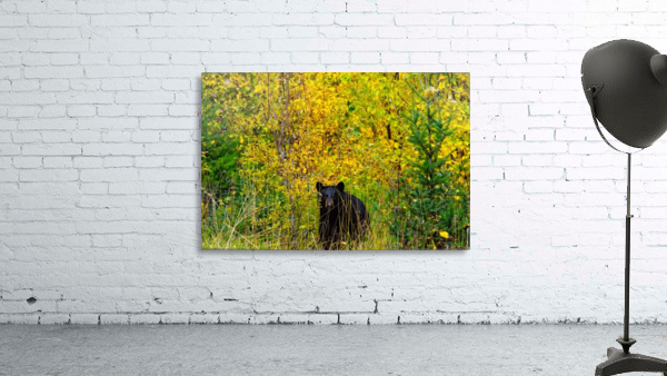 Black Bear Wall Preview