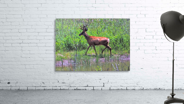 Buck Deer Wall Preview
