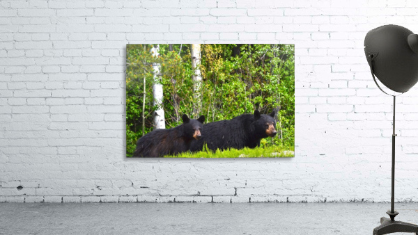 BC Bears Wall Preview