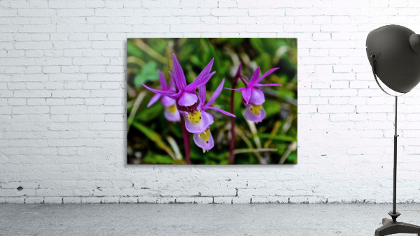 Fairy Slippers Wall Preview
