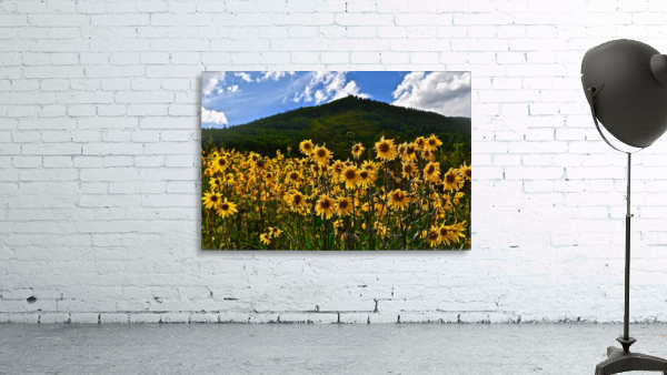 Daisy Mania Wall Preview