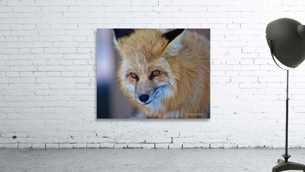Foxy Smirk Wall Preview