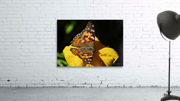 Monarch Wall Preview