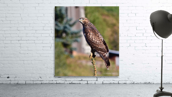 Hawk s Eye Wall Preview