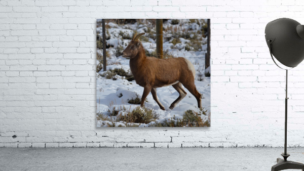 Mountain Goat Wall Preview