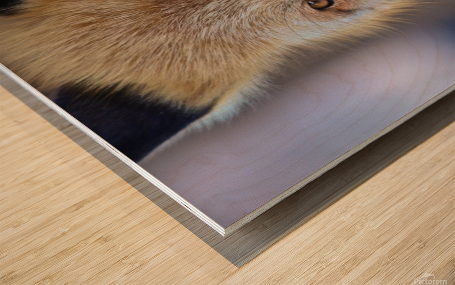 Foxy Smirk Wood print