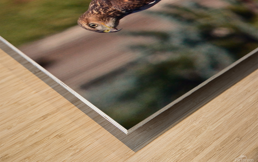 Hawk s Eye Wood print