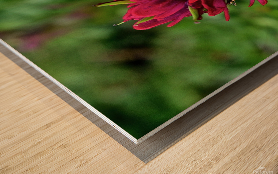 Paintbrush Wood print