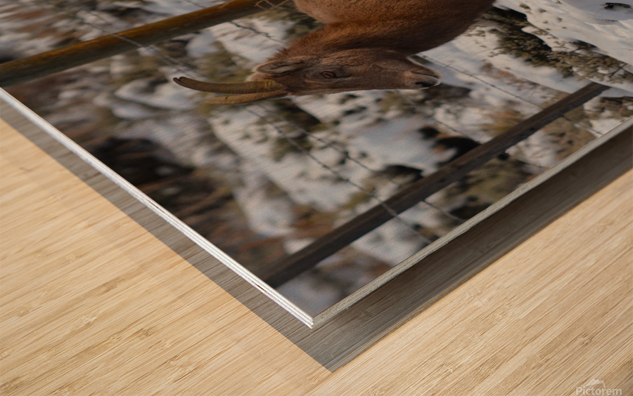 Mountain Goat Wood print