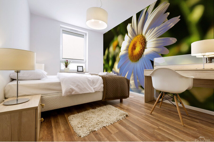 Daisies At Sunset Mural print