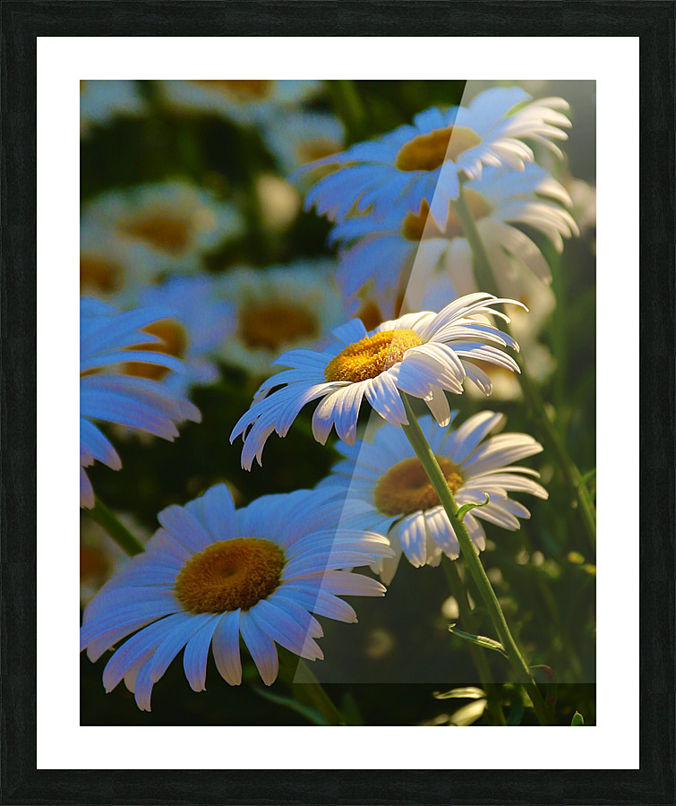 Standing Out From The Crowd Picture Frame print