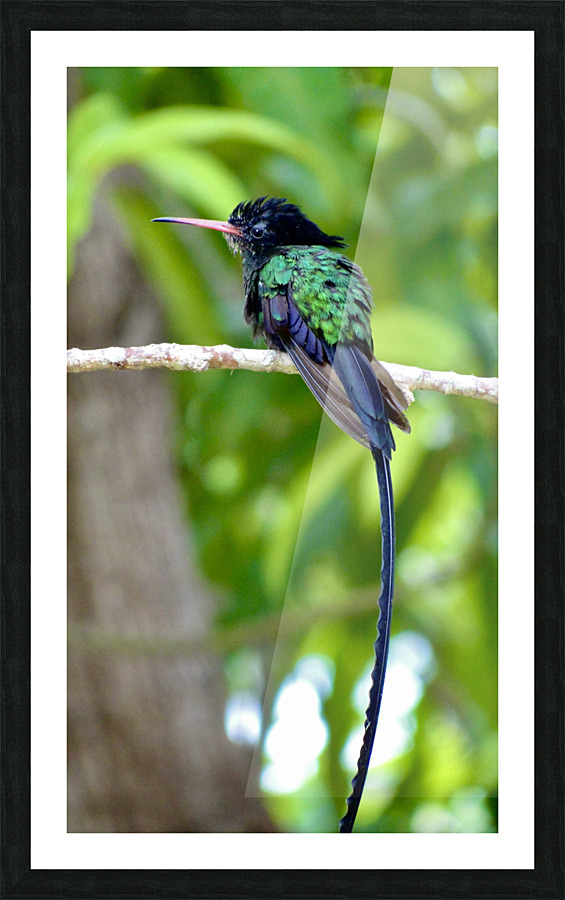 Red-billed Streamertail Picture Frame print