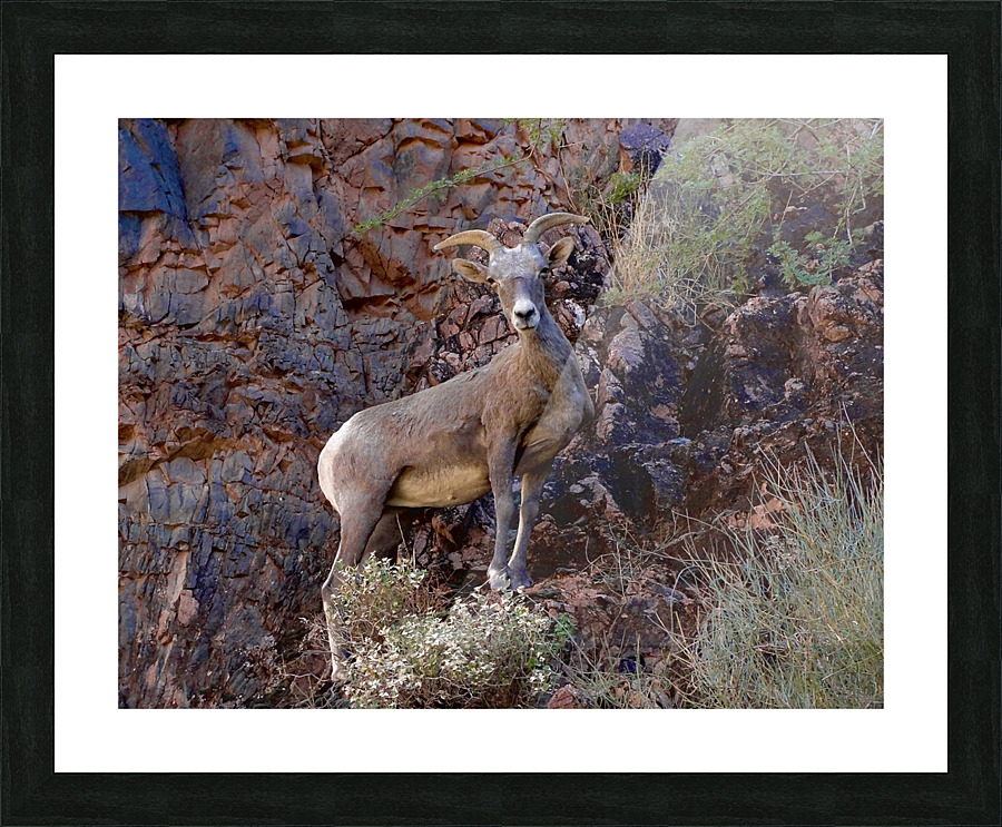 Mountain Goat Staredown Picture Frame print