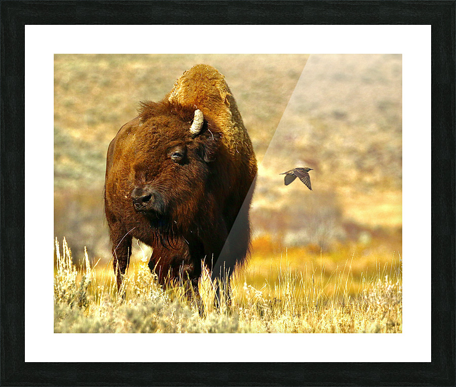 Bison Fly By Picture Frame print