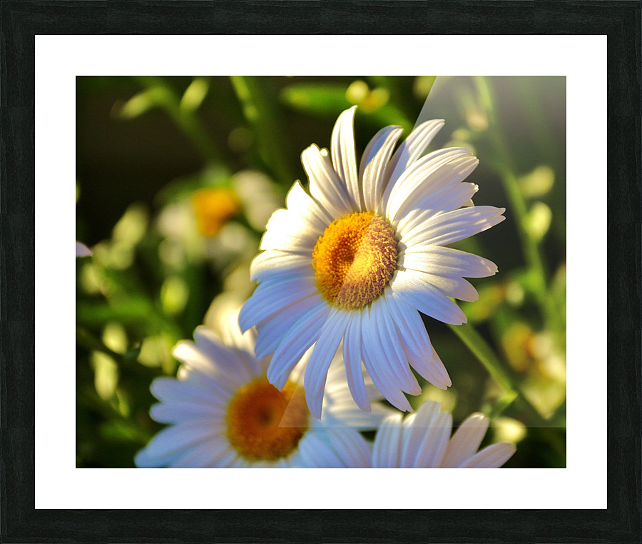Daisies At Sunset Picture Frame print