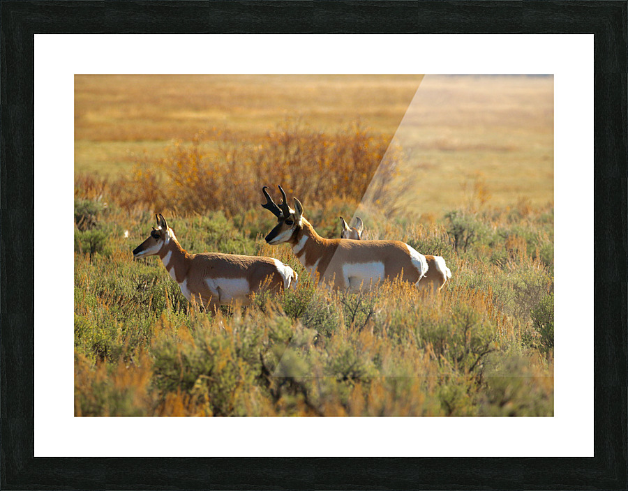 Prairie Pronghorn Picture Frame print