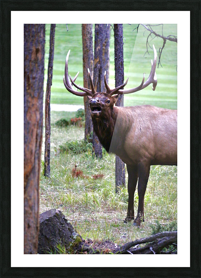 Bugling In Banff Picture Frame print