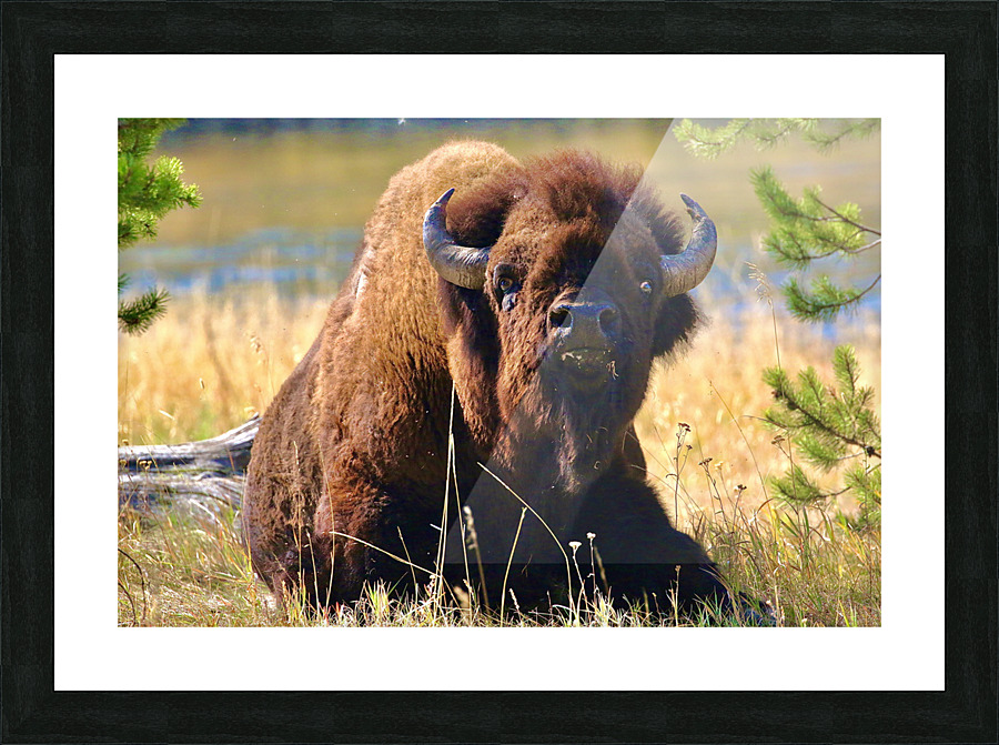 Eye To Eye Picture Frame print