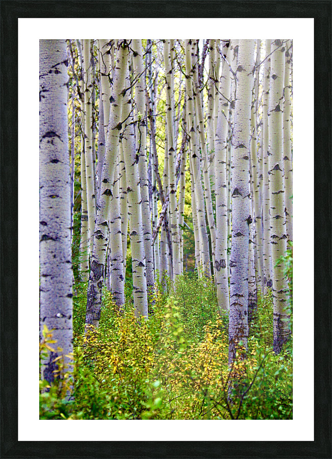 Birch Meadow Picture Frame print