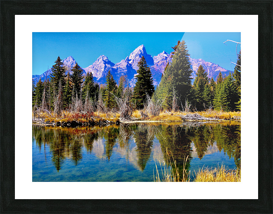 Tetons Through The Trees Picture Frame print