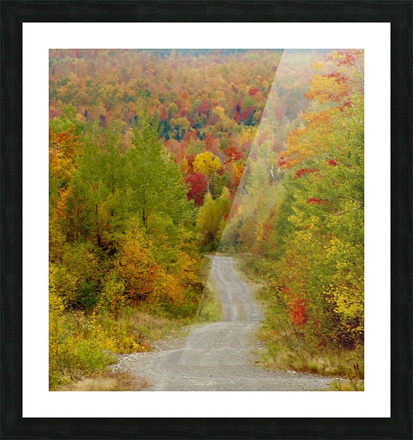 Logging Road In Fall Picture Frame print
