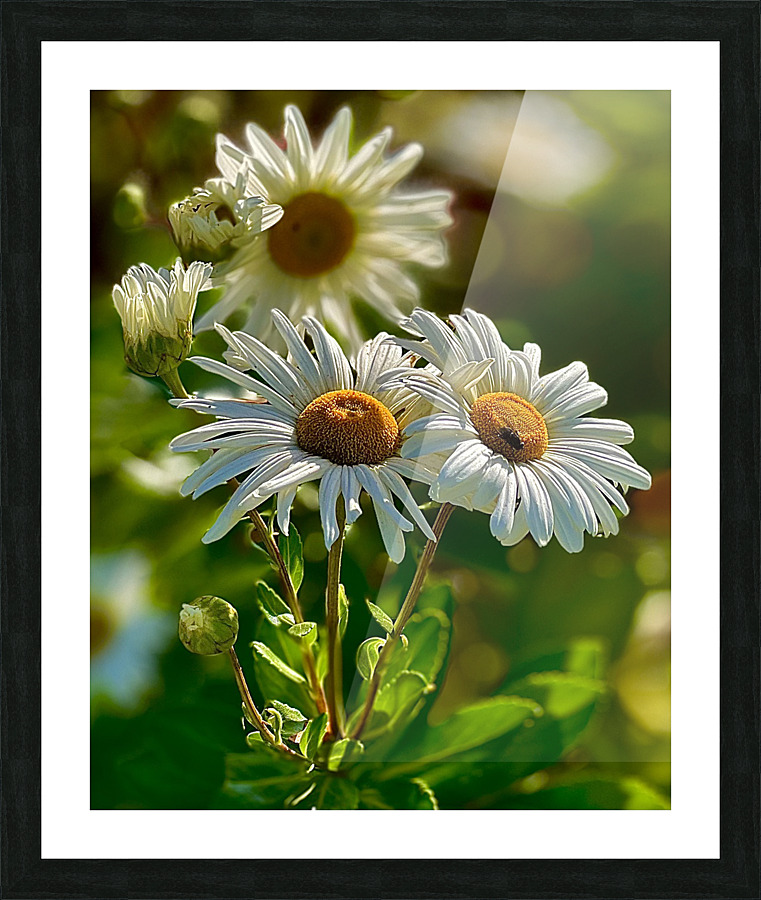 Daisies In Bloom Picture Frame print
