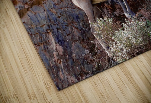 Mountain Goat Staredown DB Photos puzzle