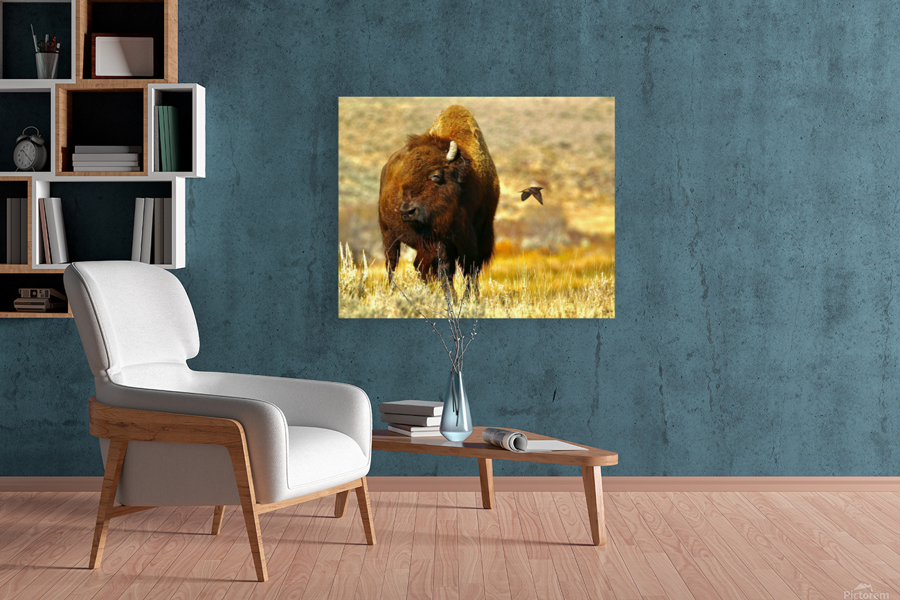 Bison Fly By Reproduction
