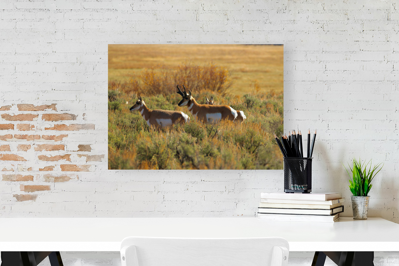 Prairie Pronghorn Reproduction