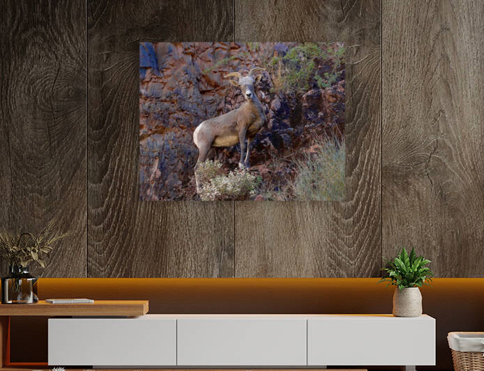Mountain Goat Staredown Reproduction