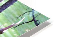 Bugling In Banff HD Metal print