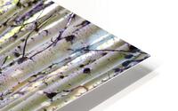 Birch Meadow HD Metal print