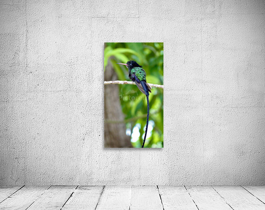 Red-billed Streamertail Wall Preview